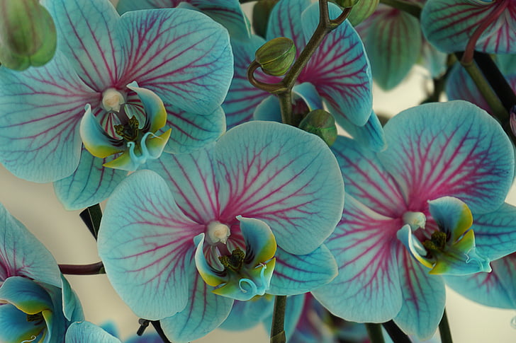 pink and blue orchids