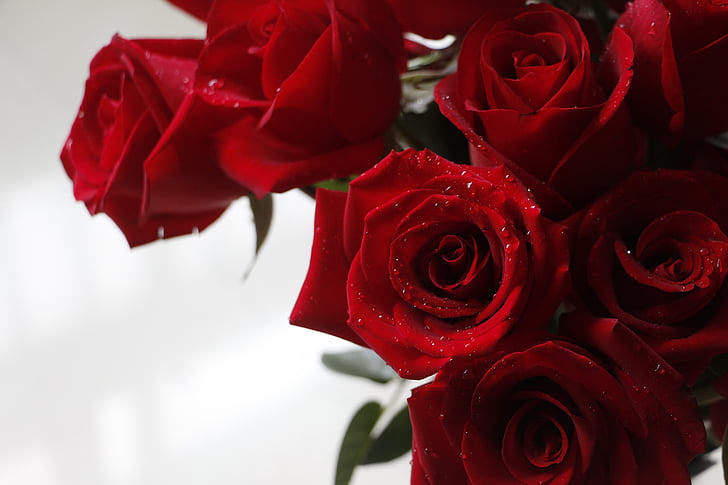 close-up photography of red rose bouquet
