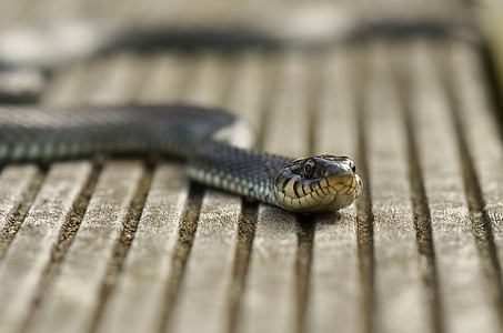 black snake on gray pavement floor