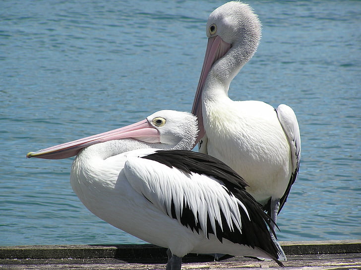 two white pelicans beside body of water