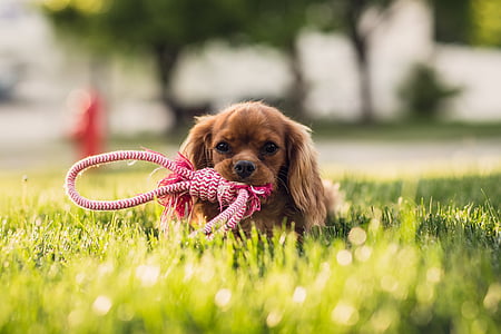 long-coat brown puppy eating red rope on green grass field during daytime