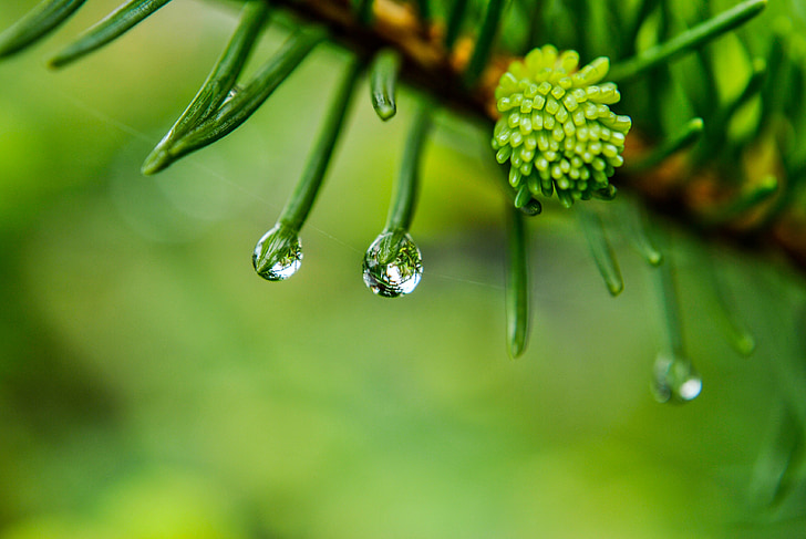 green pinecone with dew drops