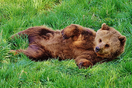 brown grizzly bear laying of grass field