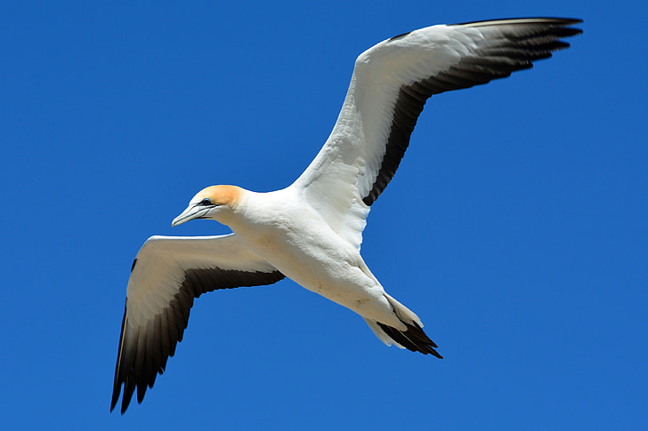 white and brown booby bird flying under blue sky