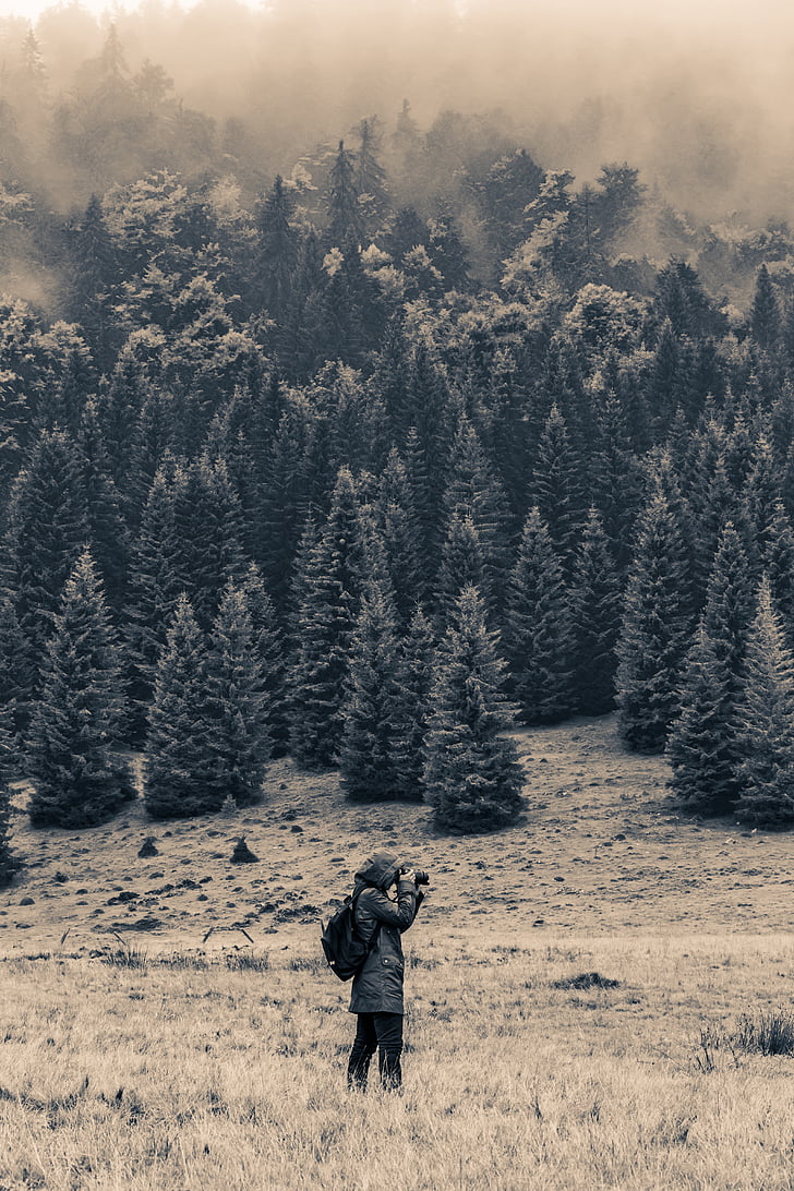grayscale photography of pine trees