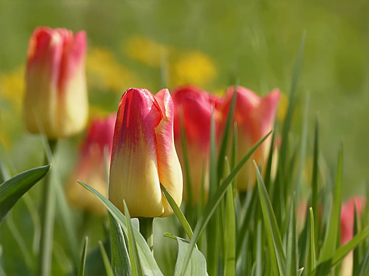 selective focus photography of yellow-and-red tulip flowers