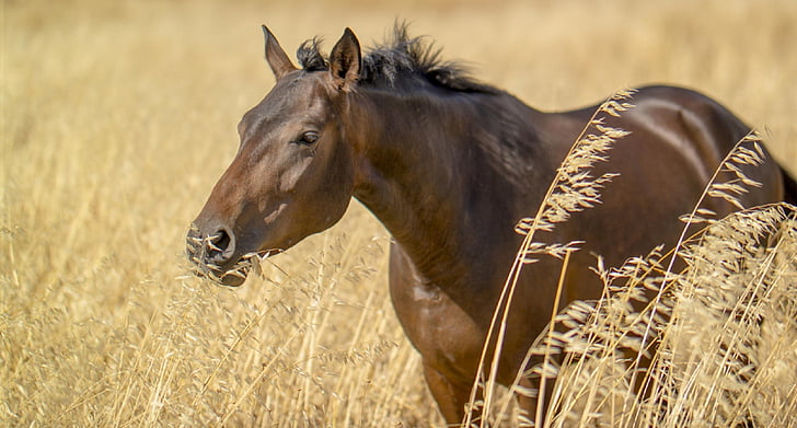 brown horse in close-up photography