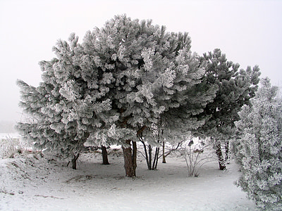 trees covered by snows