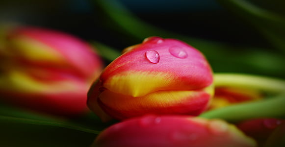 pink and yellow tulip closeup photography