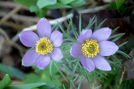 macro shot of purple flowers