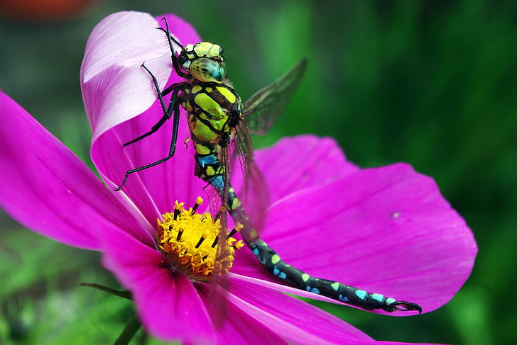 micro photography of green and black dragonfly perched on pink flower