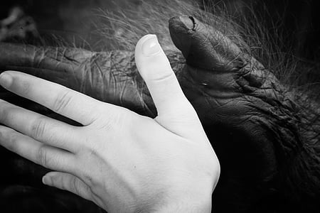 person hand and animal