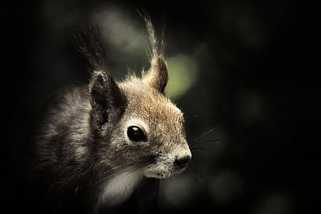 closeup photo of black squirrel