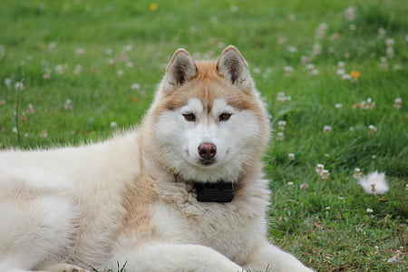 adult malamute sitting on grass