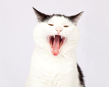 white and black bicolor cat yawning with white background