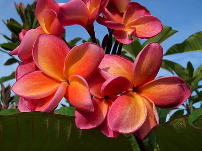 pink-and-yellow plumeria flowers