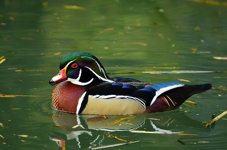 Mandarin duck on body of water