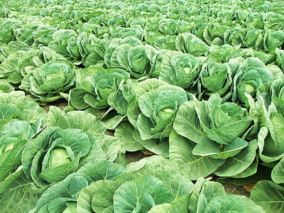 green cabbage field