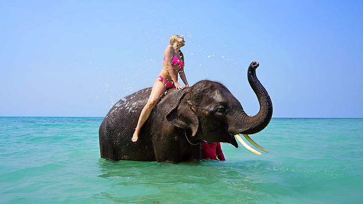 woman wearing pink bikini on black elephant on sea at daytime
