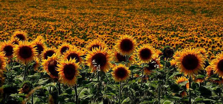 garden of sunflower