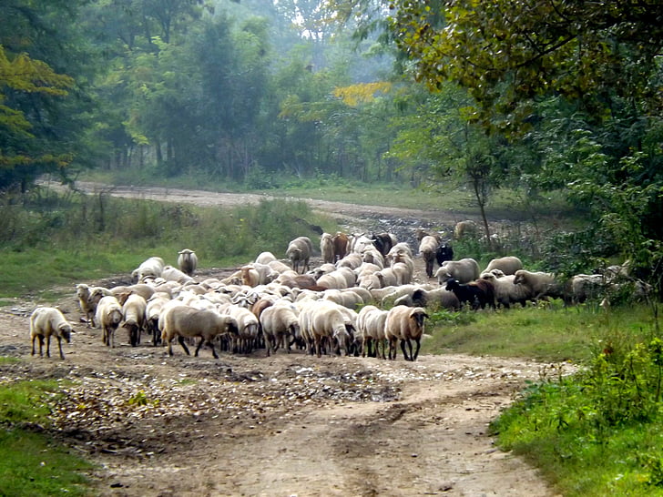 herd of sheep near trees