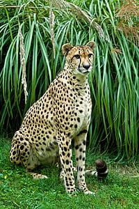 cheetah beside grass during daytime