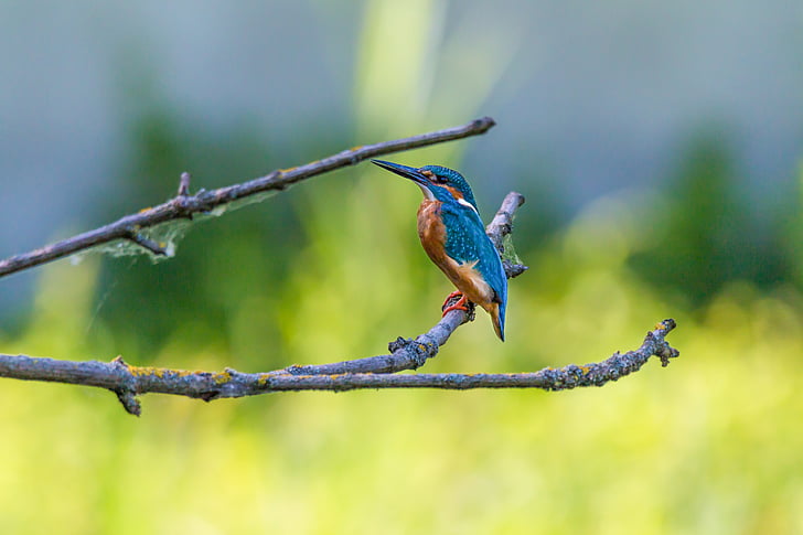 blue kingfisher bird on brown twig