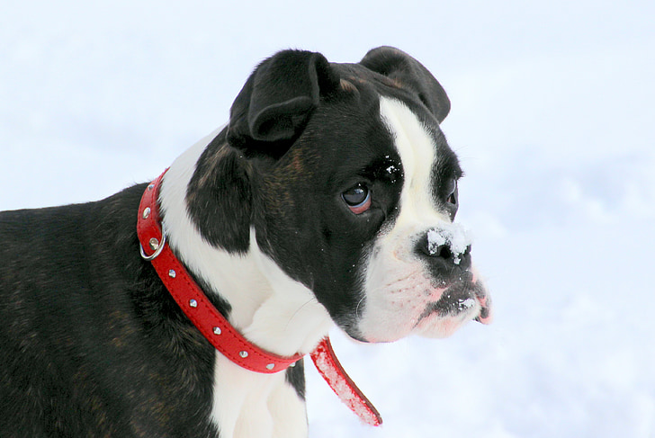 short-coated white and black dog with dog colar