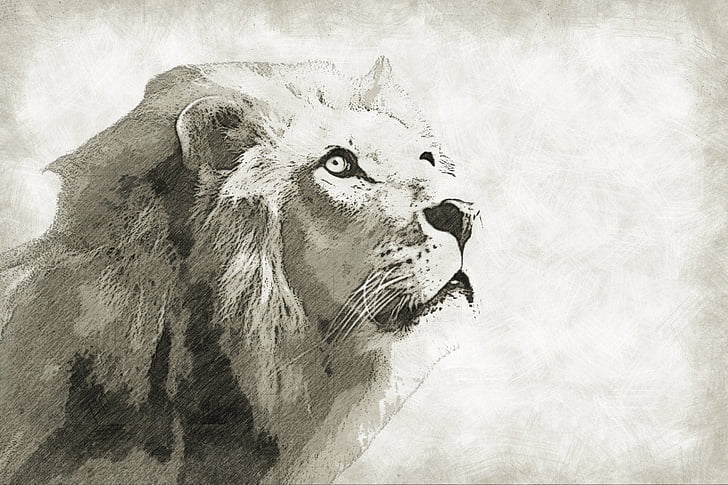 gray and black lion drawing