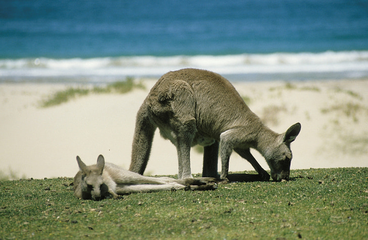 two gray kangaroos