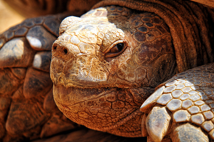 closeup photo of brown tortoise