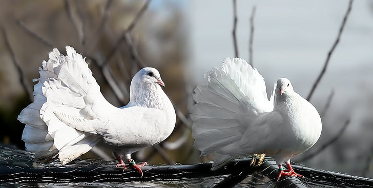 two white fantail pigeons on gray branch
