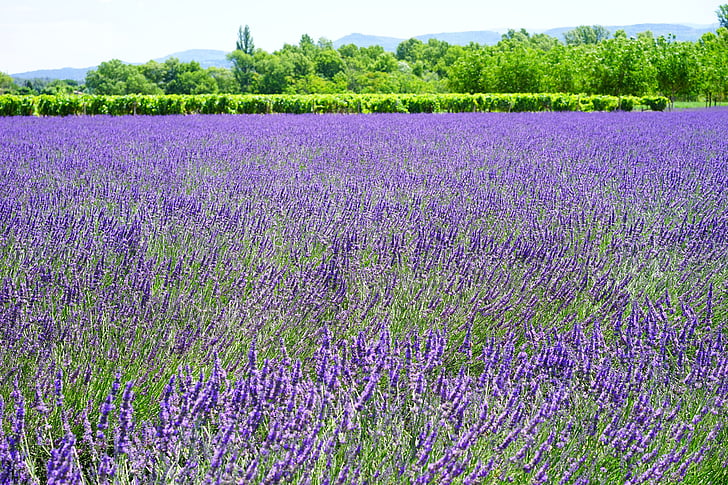purple lavender flower field photo taken during daytime