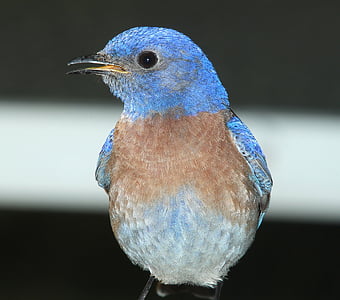 selective focus photography of northern bluebird