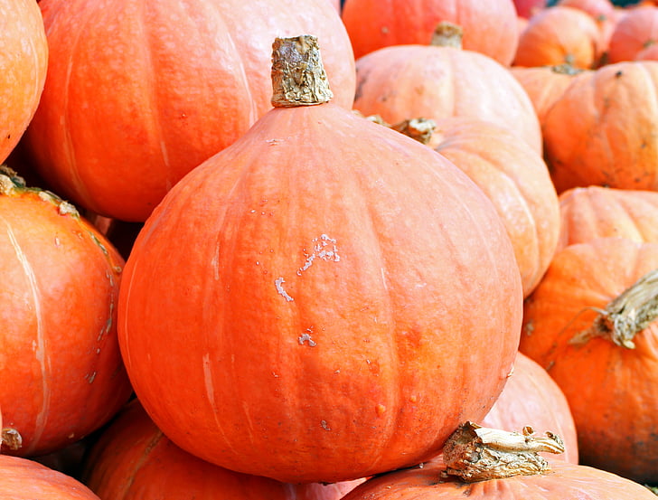 close up photo of orange pumpkin