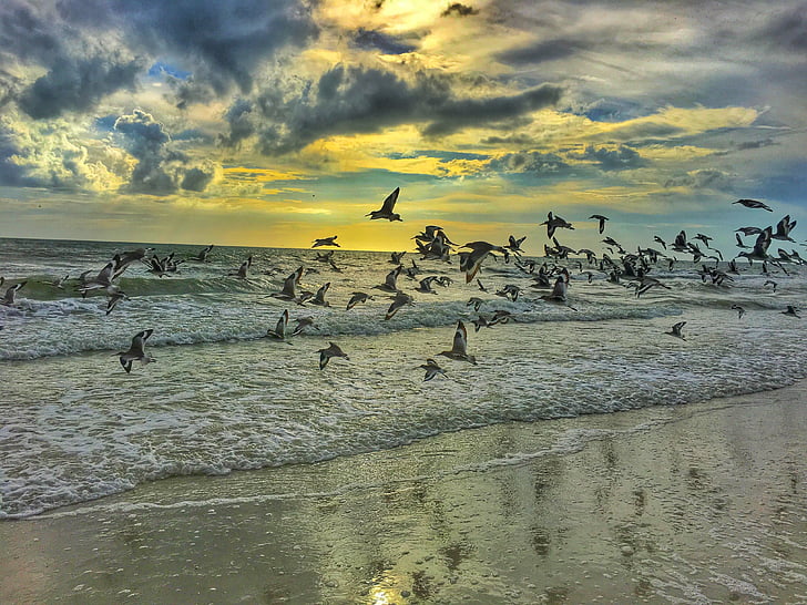flocks of bird flying during daytime photo