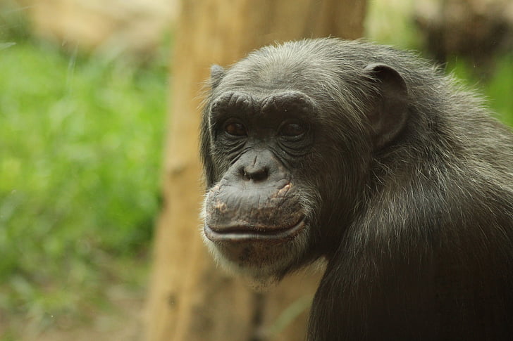 selective focus photography of chimpanzee