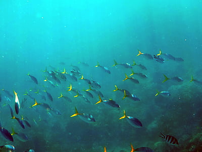 shoal of gray fishes