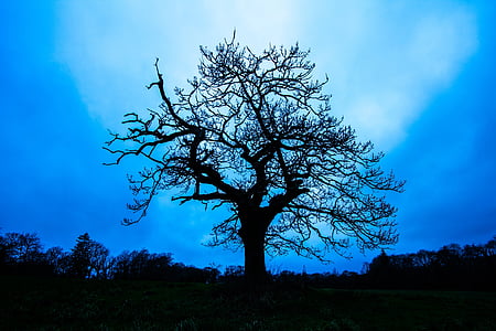 silhouette of bare tree
