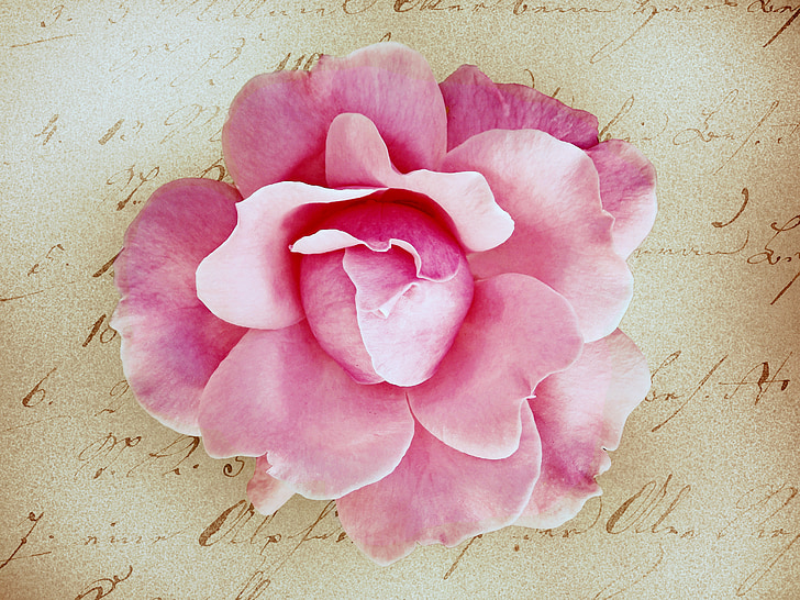 pink rose flower on paper
