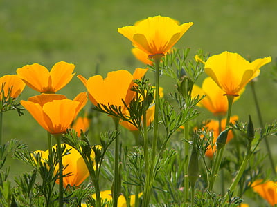 yellow California poppy flowers field at daytime