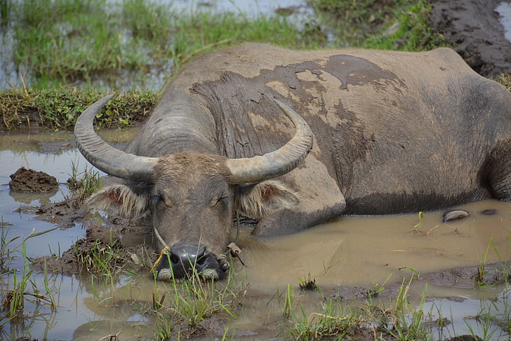 black water buffalo lying on mud at daytime