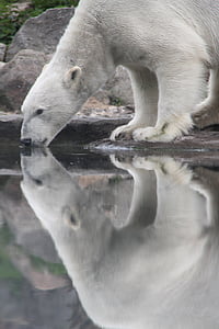polar bear drinking water