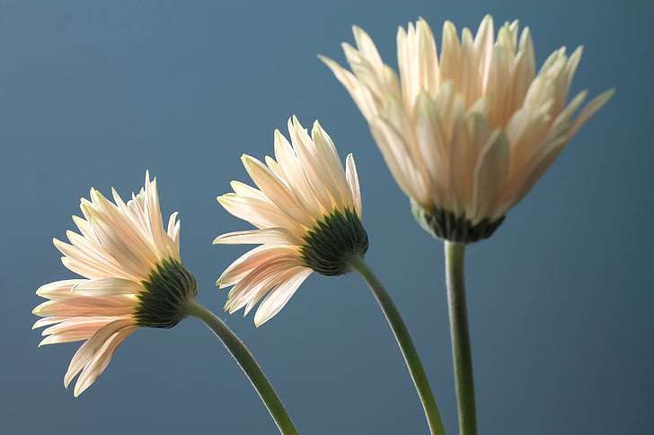 closeup photography of white daisy flowers