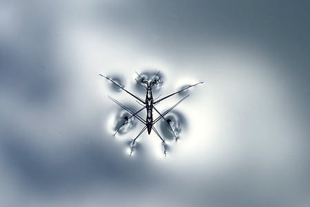 black water strider on body of water macro photography