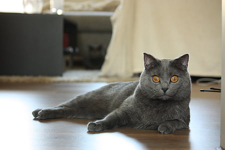 Russian Blue cat on brown wooden parquet flooring
