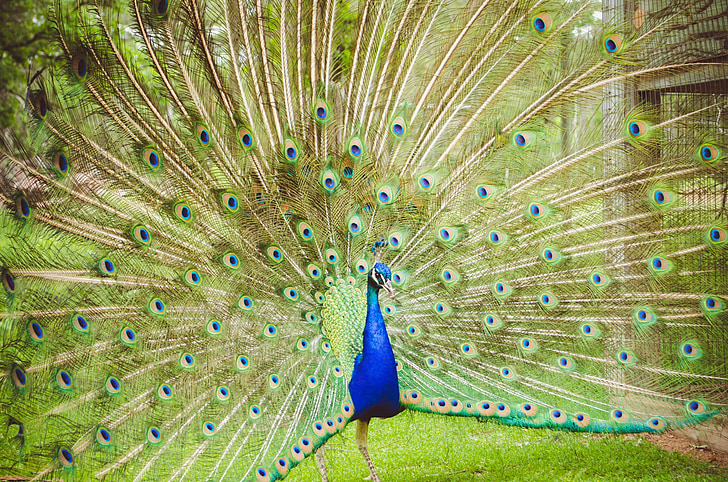 blue and green peacock with opened tail