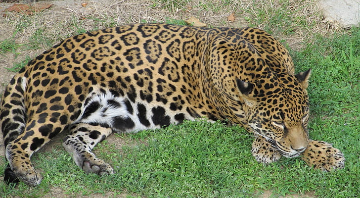 jaguar laying on the grass