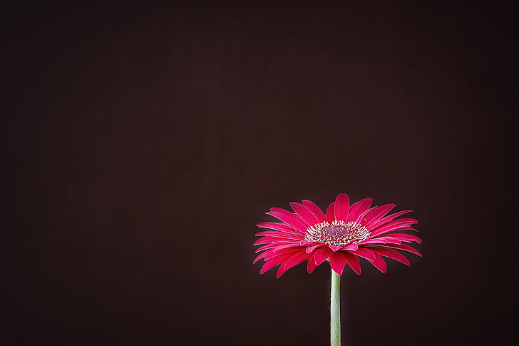 red daisy flower in close-up photography