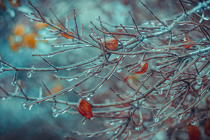 closeup photography of tree branch with ice